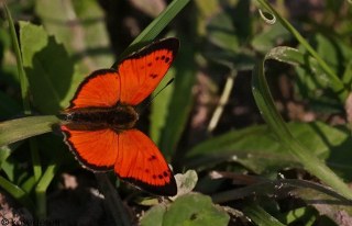 Osmanl Atei (Lycaena ottomanus)