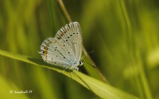 Everes (Cupido argiades)
