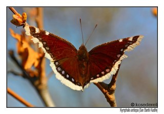 Sar Bandl Kadife (Inachis antiopa)