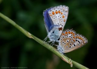 �okg�zl� Mavi&nbsp;(Polyommatus&nbsp;icarus)