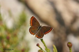 okgzl Esmer (Aricia agestis)