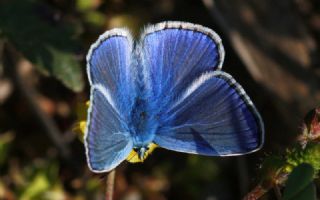 okgzl Mavi (Polyommatus icarus)