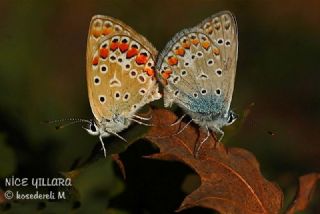 okgzl Mavi (Polyommatus icarus)