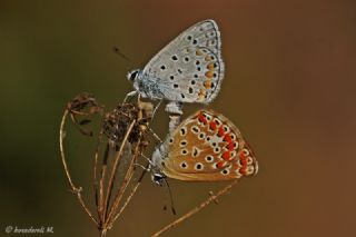 okgzl Mavi (Polyommatus icarus)