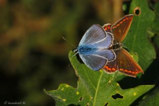 okgzl Mavi (Polyommatus icarus)