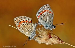 okgzl Mavi (Polyommatus icarus)