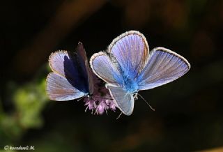 okgzl Mavi (Polyommatus icarus)
