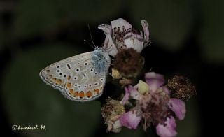 okgzl Mavi (Polyommatus icarus)