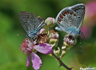 �okg�zl� Mavi&nbsp;(Polyommatus&nbsp;icarus)