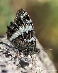 Kara Murat (Brintesia  circe)