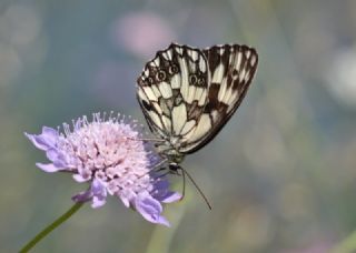 Orman Melikesi (Melanargia galathea)