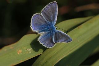 okgzl Mavi (Polyommatus icarus)