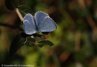 Kutsal Mavi (Celastrina argiolus)