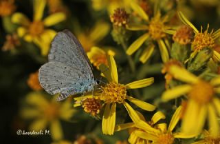 Kutsal Mavi (Celastrina argiolus)