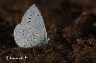 Kutsal Mavi (Celastrina argiolus)