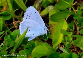 Kutsal Mavi (Celastrina argiolus)