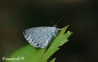 Kutsal Mavi (Celastrina argiolus)