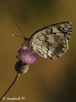 Anadolu Melikesi (Melanargia larissa)