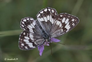 Anadolu Melikesi (Melanargia larissa)