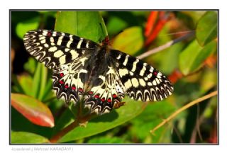 Gney Fistosu (Zerynthia polyxena)