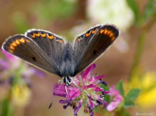 okgzl Esmer (Aricia agestis)