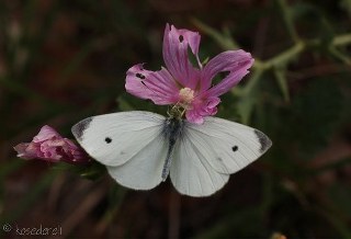 Byk Beyazmelek  (Pieris brassicae)