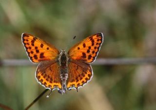 Kk Ate Gzeli (Lycaena thersamon)