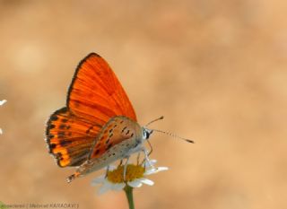 K���k Ate� G�zeli&nbsp;(Lycaena&nbsp;thersamon)