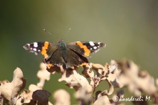 Atalanta (Vanessa atalanta)