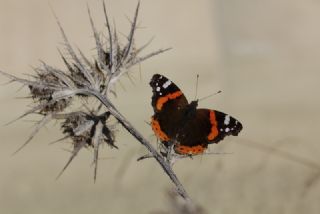Atalanta (Vanessa atalanta)