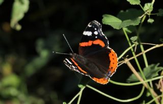 Atalanta (Vanessa atalanta)