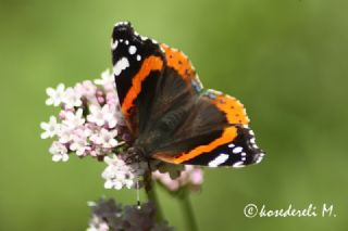 Atalanta (Vanessa atalanta)