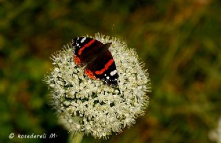 Atalanta (Vanessa atalanta)