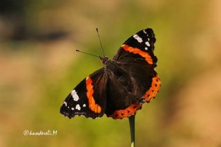 Atalanta (Vanessa atalanta)