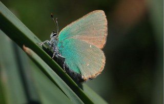 Zmrt (Callophrys rubi)