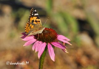 Diken Kelebei (Vanessa cardui)