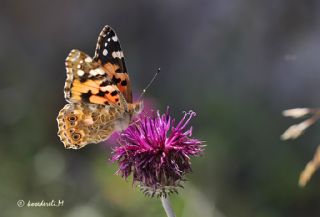 Diken Kelebei (Vanessa cardui)