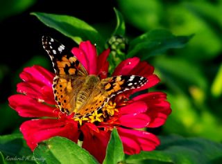 Diken Kelebei (Vanessa cardui)