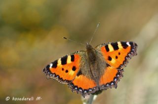 Aglais (Aglais urticae)