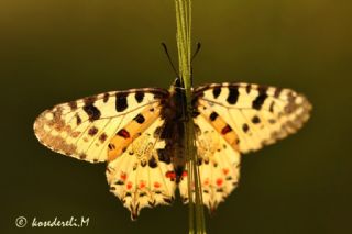 Orman Fistosu (Allancastria  cerisyi)