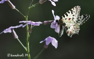 Orman Fistosu (Allancastria  cerisyi)