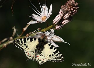 Orman Fistosu (Allancastria  cerisyi)