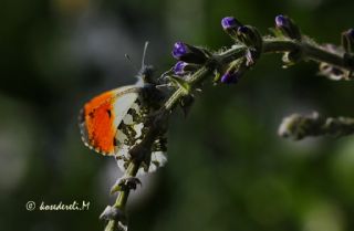 Turuncu Ssl (Anthocharis cardamines)