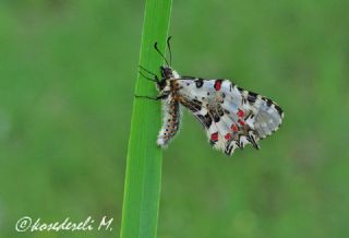 Orman Fistosu (Allancastria  cerisyi)