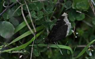 Sar� Bandl� Kadife&nbsp;(Inachis&nbsp;antiopa)