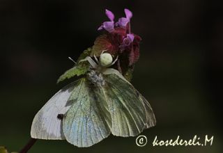 Byk Beyazmelek  (Pieris brassicae)