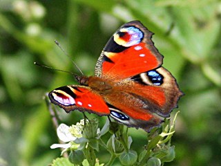 Tavus Kelebei (Inachis io)