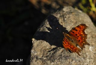 Y�rt�k P�rt�k&nbsp;(Inachis&nbsp;c-album)