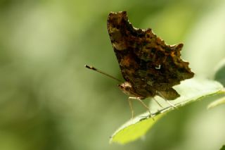 Yrtk Prtk (Inachis c-album)