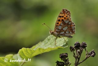 spanyol Kraliesi (Issoria lathonia)